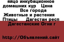 яйцо инкубационное домашних кур › Цена ­ 25 - Все города Животные и растения » Птицы   . Дагестан респ.,Дагестанские Огни г.